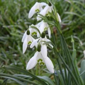 Common Snowdrop Bulbs - Galanthus nivalis 2